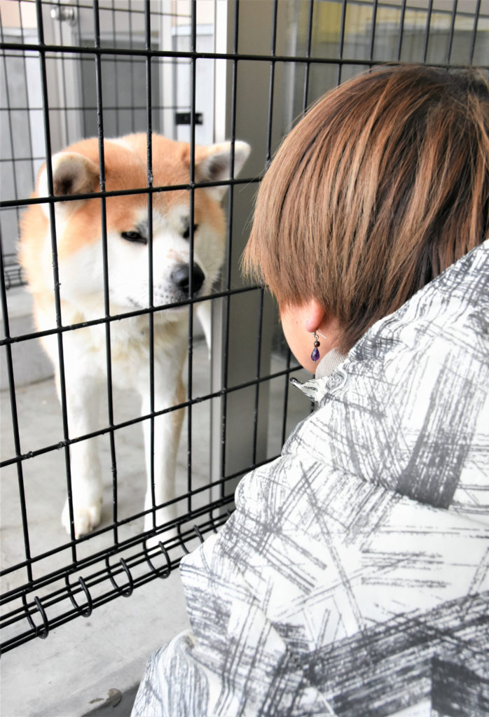 咬伤人的秋田犬 经过重塑训练渐渐地平静了下来 秋田犬新闻