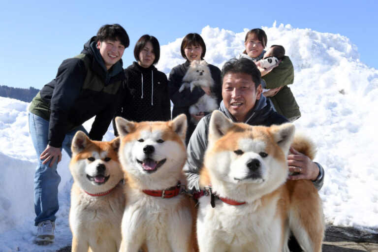 人气秋田犬兄弟迎来了妹妹！在大雪覆盖的汤泽市兄妹3人一同健康成长