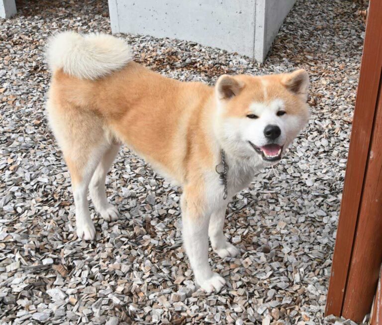 秋田犬新闻