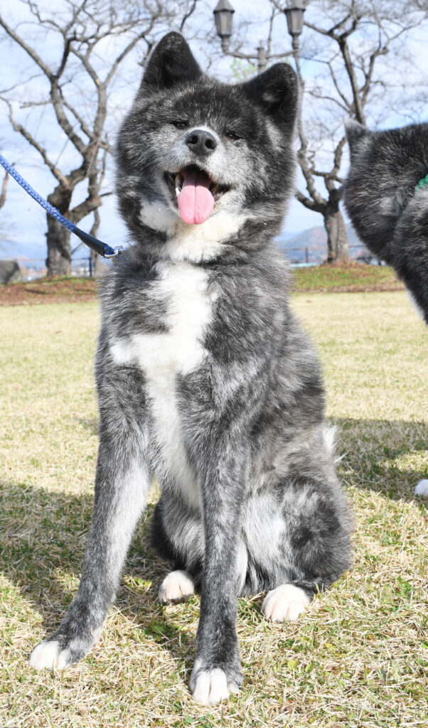 来看虎纹秋田犬吧 秋田犬新闻