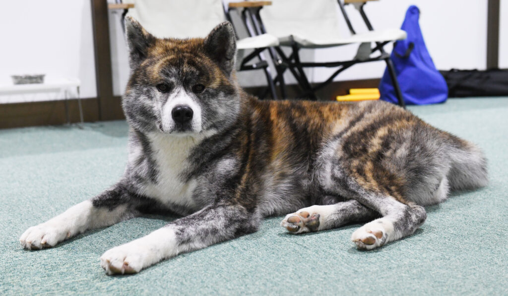 来看虎纹秋田犬吧 秋田犬新闻