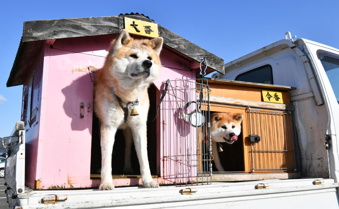 爷爷 把它们交给我吧 大馆市的大香和令香 秋田犬新闻