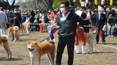 秋田犬保存会在大馆市举办总部比赛　参赛犬们以漂亮的姿态和毛色一决高低
