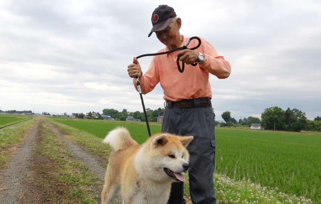 岁高龄的佐贯先生仍然钟情于秋田犬 他说 强壮有力的雄犬棒极了 秋田犬新闻