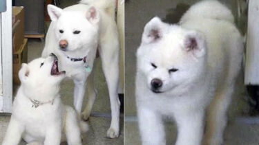 安抚梅子的失女之痛，梅子的弟弟“白岳”成为新的招牌犬