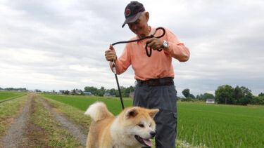 89岁高龄的佐贯先生仍然钟情于秋田犬，他说：强壮有力的雄犬棒极了