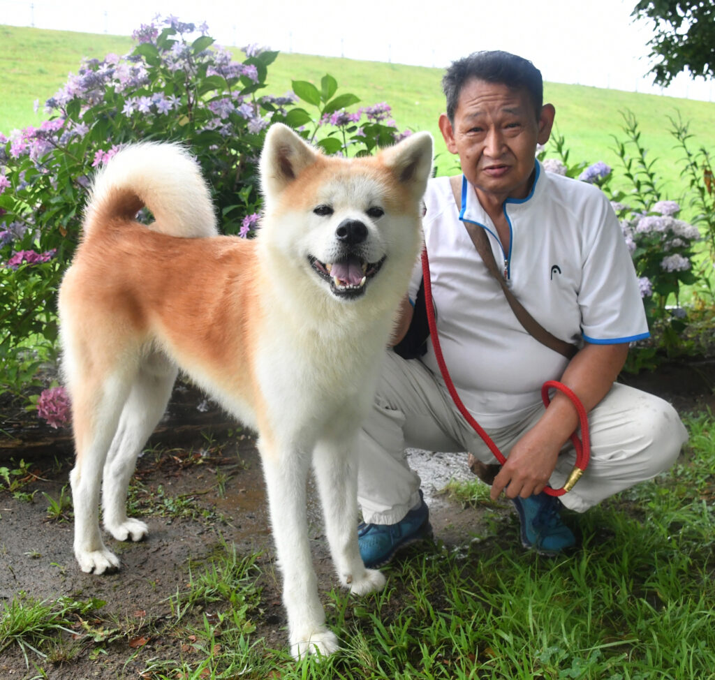 人生最后的伙伴金先生和被保护犬桃次郎 秋田犬新闻