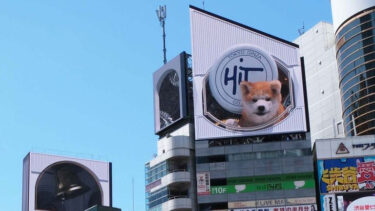 涩谷车站附近，秋田犬的形象生动逼真！三维投影视频成为热点话题