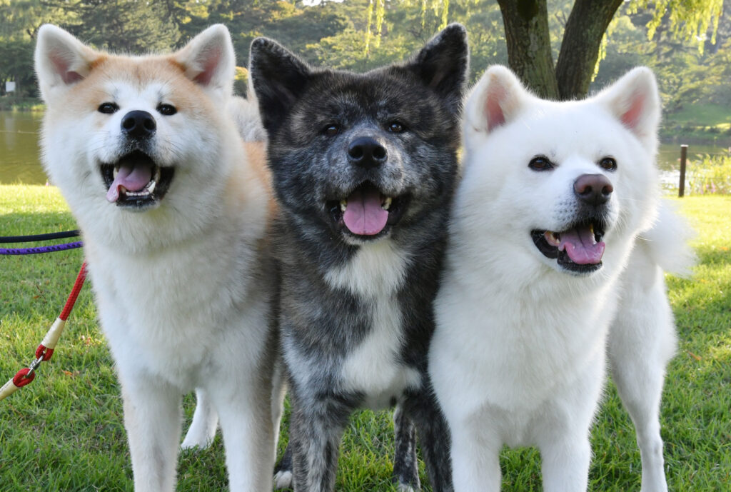 它们是我深爱的家人 3只秋田犬刚好凑齐了3种毛色 秋田犬新闻