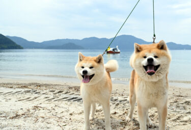 田泽湖的偶像犬！欢迎游客的到来
