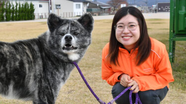 “秋田犬之乡”的虎毛招牌犬“誉”退役了  希望它今后也能健康快乐！