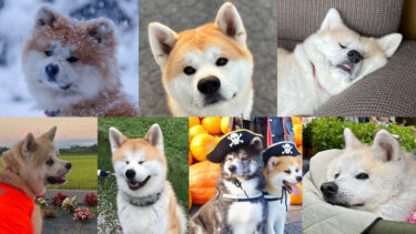 看吧！“秋田犬的美照”，调皮的表情，真棒！