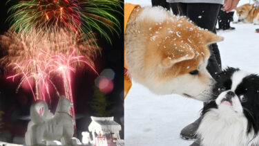 汤泽市的“狗儿节”，可爱的身姿与雪景相映成趣