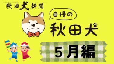 【新企划】引以为傲的秋田犬～5月篇～