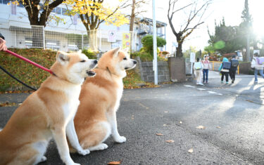 小太郎和冴喜欢千秋公园　它们期待着能陪孩子们一起上学