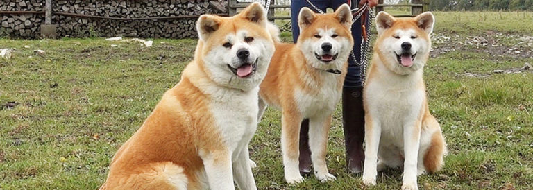 Our neighbor's Akita dog│Akitainu News