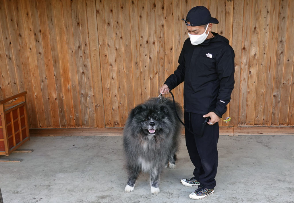 long hair akita puppy