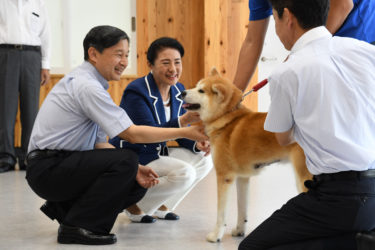 A Rescued Akita Dog Welcomes Their Majesties