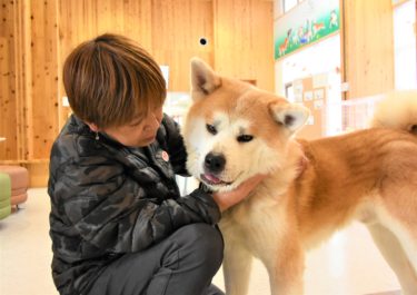 Proper Training Can Change His Life – The Akita Dog Taiga’s Journey