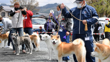 Akita Dog Spring Exhibition was Held for the First Time in Two Years