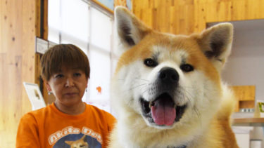 Continues Steady Training for His Debut －The Akita Dog Taiga’s Journey