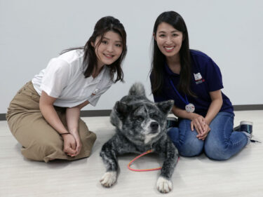 Cabin Attendants on the Community-Reactivating Cooperator Squad Fell in Love with Akita Dogs