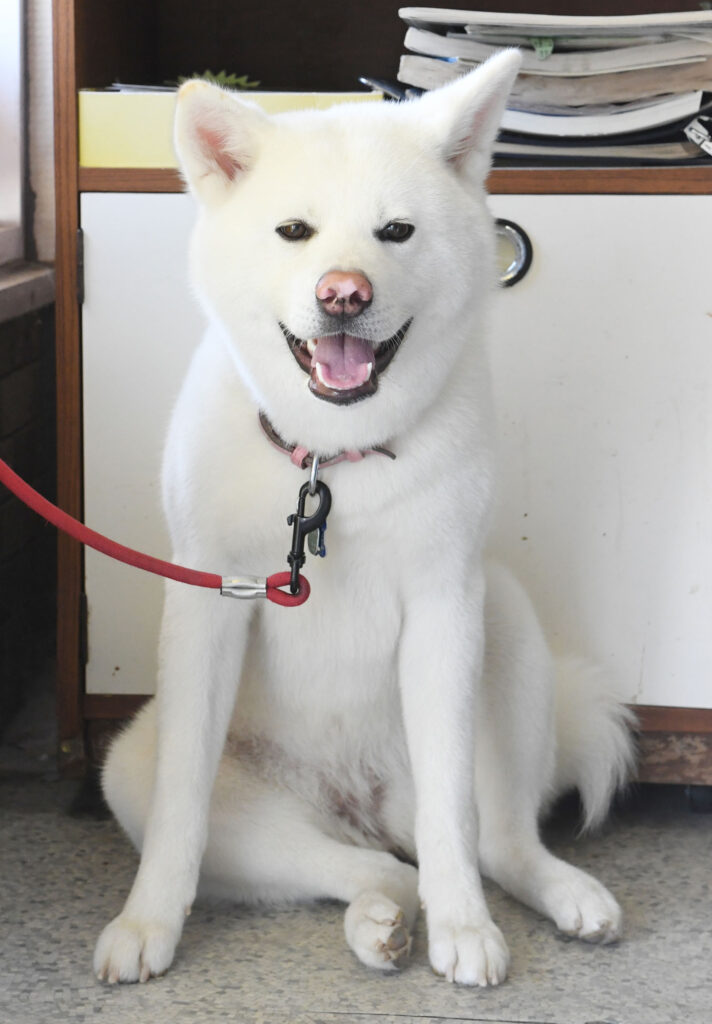 are dogs allowed in liquor stores