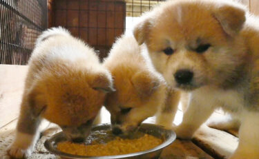 Sneak in! Watch Fluffy Akita Dog Puppies Having breakfast (1) Roundish Little Ones Eating Together
