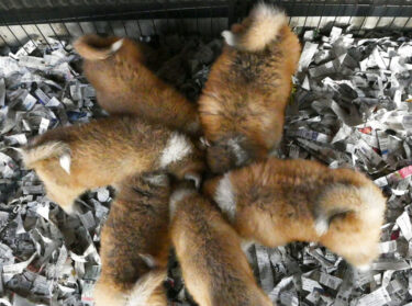 Sneak in! Watch Fluffy Akita Dog Puppies Having Breakfast (2) Pups Bind Together as Rugby Scrum