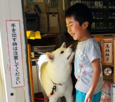 Cashier Video of Akita Dog Went Viral! (2)  Explore the Daily Life of Umeko, the Signboard Dog of a Liquor Store – Going to Work