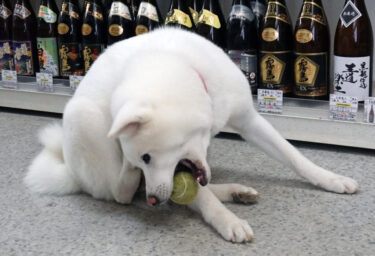 Cashier Video of Akita Dog Went Viral! (5) Explore the Daily Life of Umeko, the Signboard Dog of a Liquor Store – Playtime After Closing