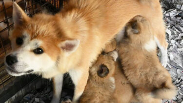 Sneak in! Watch Fluffy Akita Dog Puppies Having breakfast (4) “Time to Eat!”