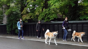 Popular Akita Dog Couple of a B&B Go for a Stroll in “The Little Kyoto of Michinoku”
