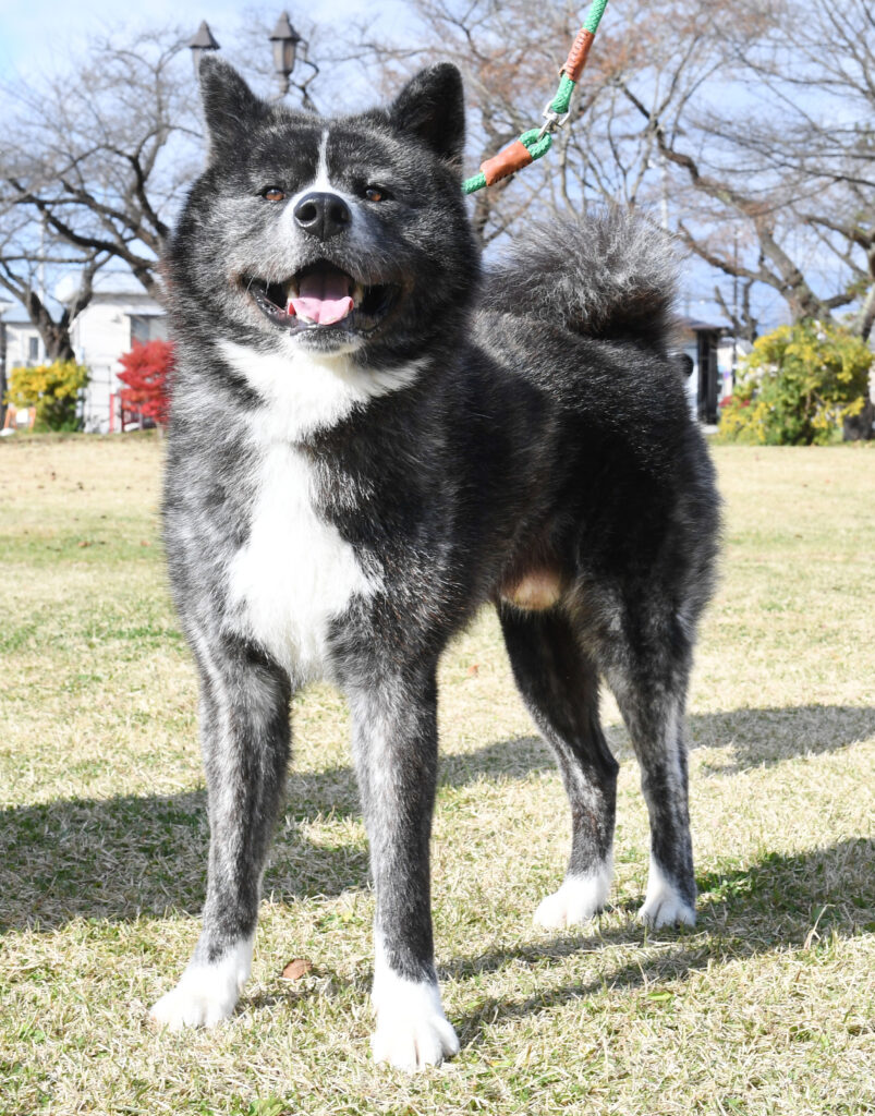 Clearance black and grey akita Factory Sale