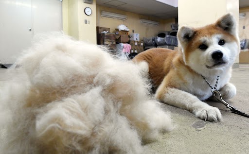 Akita shedding cheap