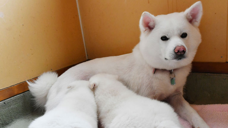 how many puppies can kishu give birth to