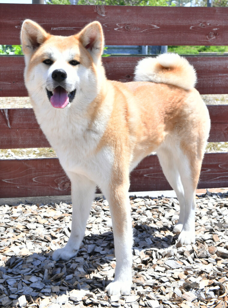 why do akitas have curly tails