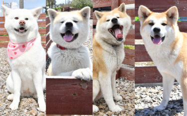 <strong>Meet Us in Oga! Four Signboard Akita Dogs at <em>Ogare</em></strong>