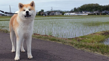 Once Cuddled by Imoto Ayako, Akita Dog <em>Imoto </em>HasGrown Up Surrounded by Nature