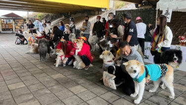 Attractive Long – Haired Akita Dogs in One Place: Wasao Grand Prize Osaka