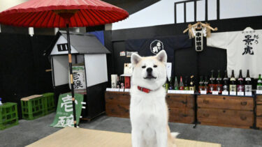 Yumi, the Signature Dog of Kobayashi Sake Shop