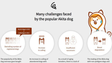 Akita Dog Crisis Needs <em>Hachiko</em>’s Help!　A Donation Website Launched for Protection Activities