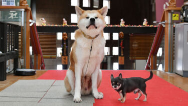 Two Signboard Dogs of <em>Tohbei Onsen</em> Keep Your Body and Heart Warm