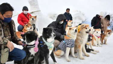 Akita Dogs Gather at the <em>Inukko</em> Dog Festival Full of Cute Expressions!