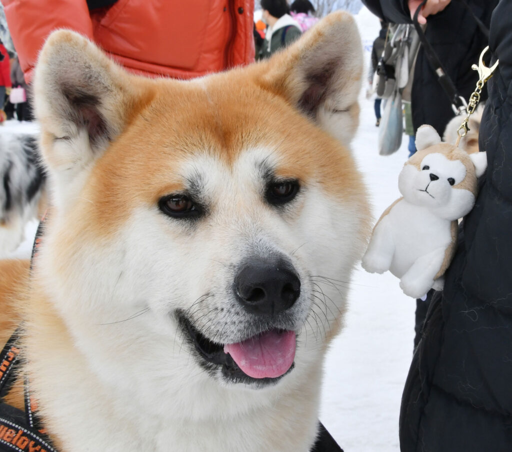 Love It Like a Pet Dog! Akita Dog Keychains Made of Cowhide