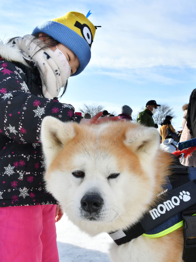 Love It Like a Pet Dog! Akita Dog Keychains Made of Cowhide