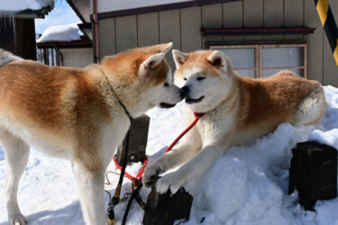 “I Work for Them,” Says an Office Worker Living with Six Akita Dogs