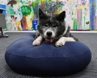 Cushion for Pets: Time to Be Lazy Together