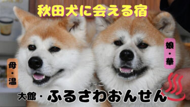 Akita Dog Mother and Her Daughter Welcome Guests at Furusawa Onsen