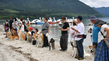 “Offline Meetup” – 20 Akita Dogs Gather by the Shores of Lake Tazawa